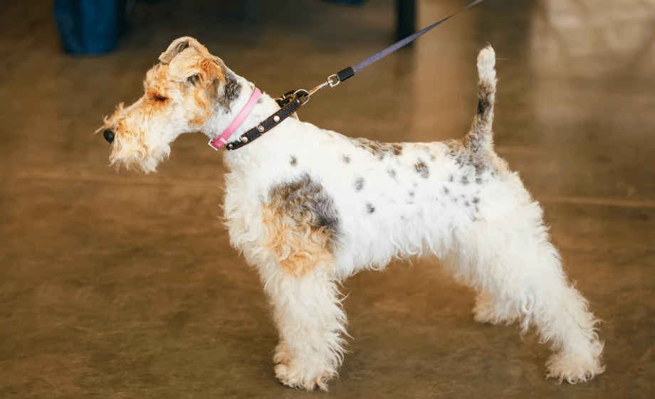 Fox terrier fajtaleírás