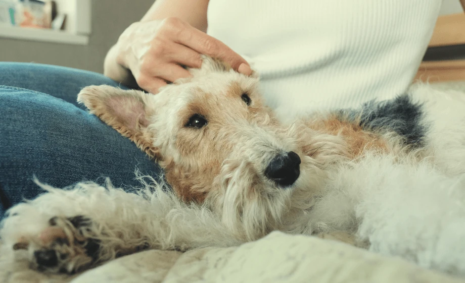 Fox terrier