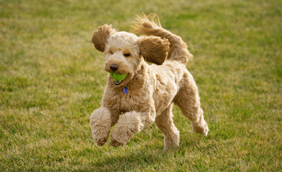 Goldendoodle 