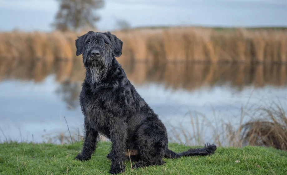 Óriás schnauzer fajtaleírás