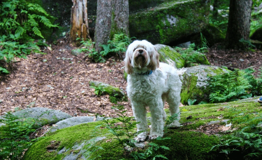 Tibeti terrier fajtaleírás