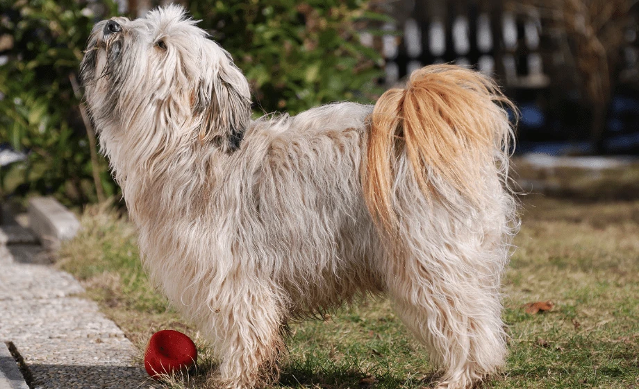 Tibeti terrier megjelenése