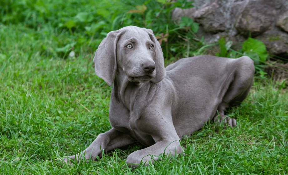 Weimari vizsla fajtaleírás