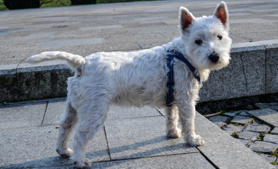 Westie fajtaleiras