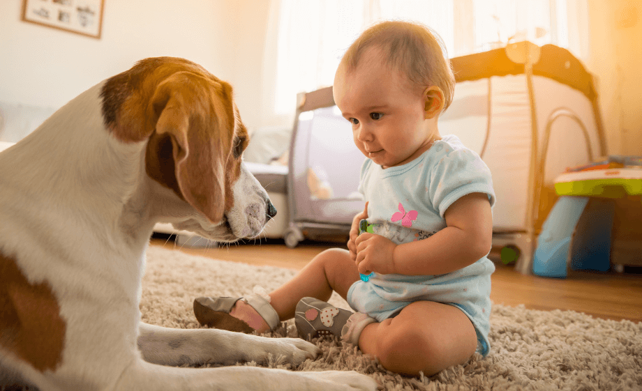 Beagle kisbabával