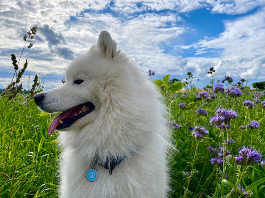 samoyed