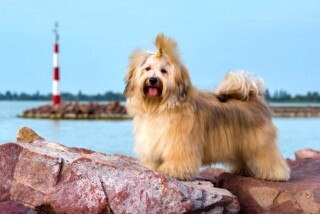 Bichon havanese