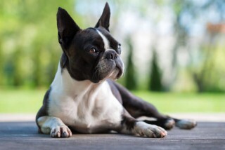 Boston Terrier