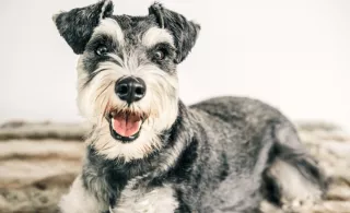 Óriás schnauzer