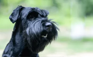 Schnauzer