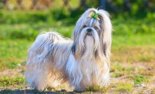 Shih tzu