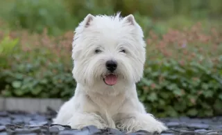 Westie