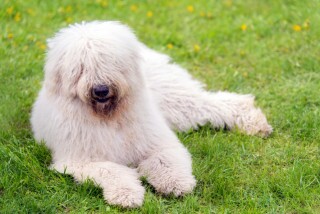 Komondor