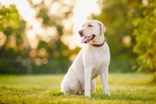 Labrador