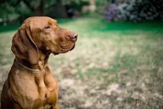 Magyar vizsla