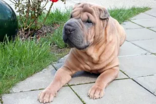 Shar Pei