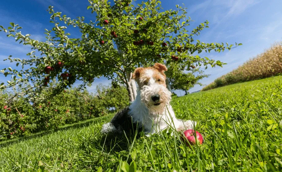 Fox terrier