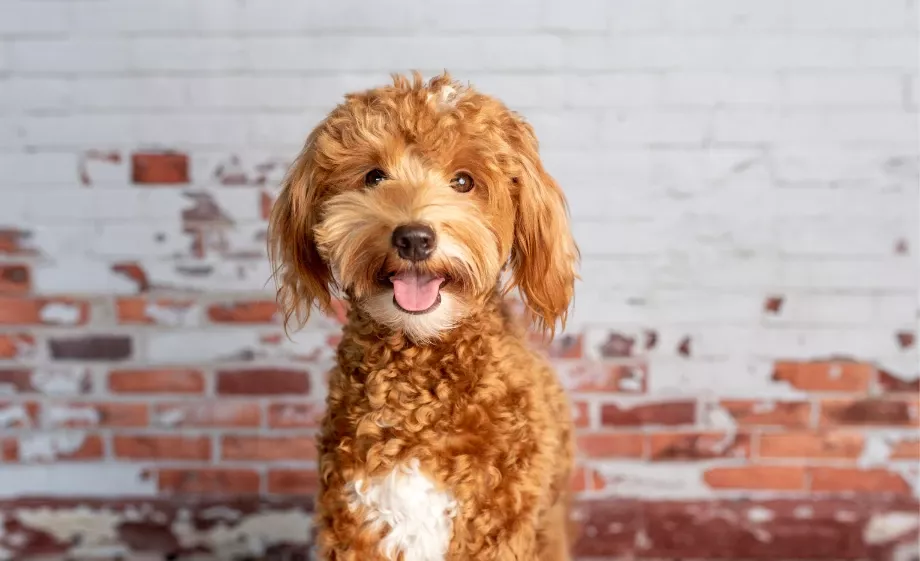 Goldendoodle