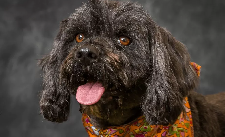 Tibeti terrier