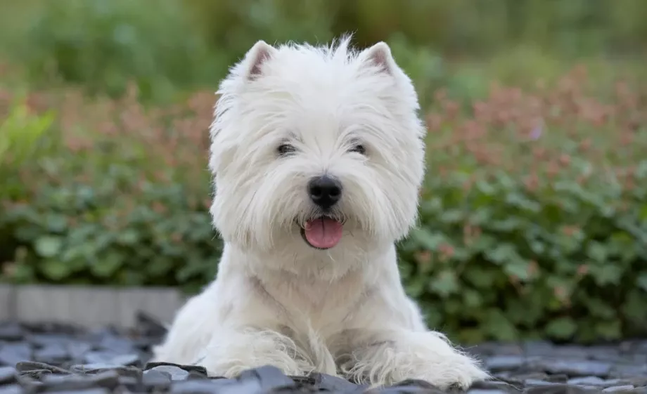 Westie