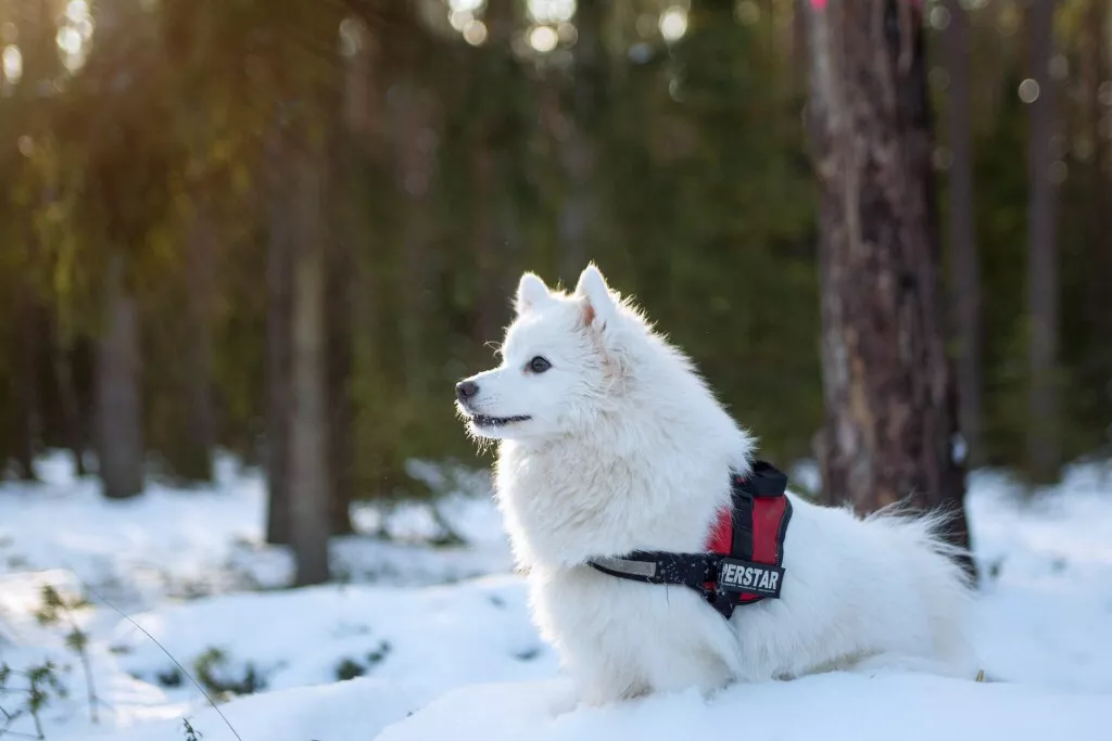 Szamojéd (samoyed)