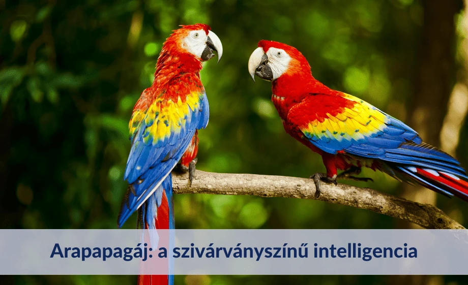 Arapapagáj: a szivárványszínű intelligencia