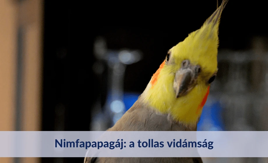 Nimfapapagáj: a tollas vidámság, aki igazi társad lehet