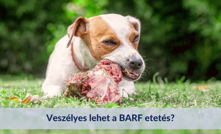 Veszélyes lehet a BARF etetés? - Fontos figyelmeztetés minden gazdinak