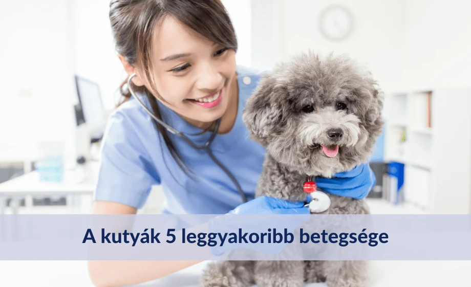 A kutyák 5 leggyakoribb betegsége