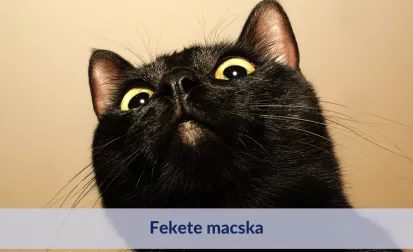 Fekete macska: mítoszok, tények és érdekességek