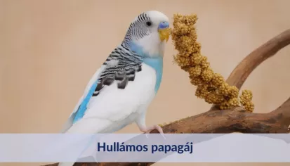 Hullámos papagáj: az ideális házi kedvenc