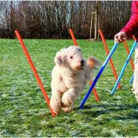 Trixie Játék Dog Activity Agility Szlalom 12db 115x3cm Kék/Narancs