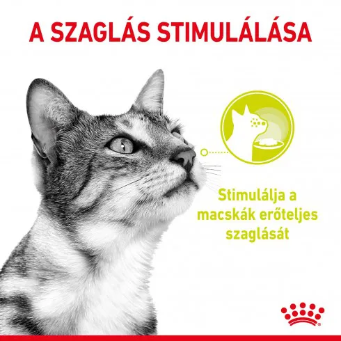 Royal Canin Sensory Smell Gravy 85g - szószos nedves táp felnőtt macskák részére